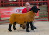 Lot 49 (Ram Lamb) Reserve Champion Male from DP and RA Delves Bridgeview_